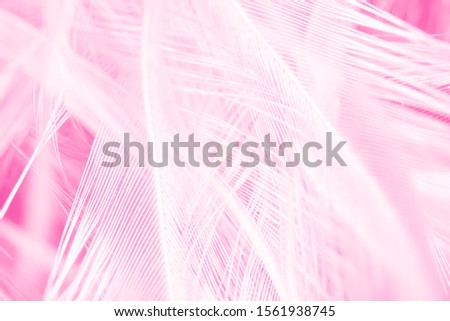Beautiful white magenta feather texture pattern background
