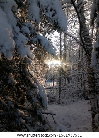 Winter forest. Snow. Frost. Beautiful landscape. Nature picture.