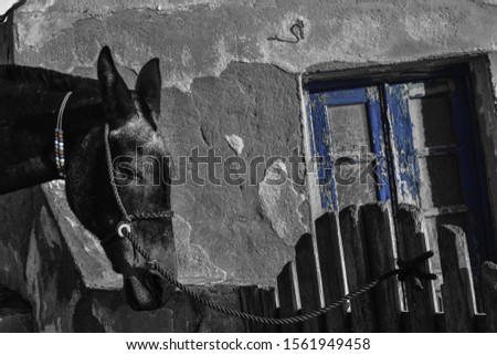 A greyscale shot of a sad donkey in front of an old house with wooden windows - a concept of animal protection