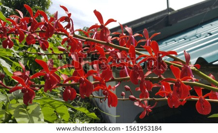  Red Elephant is a kind of wild orchid that likes to live in the area with pleasant weather.  The bouquet is red.  This picture was taken at home in Nakhon Si Thammarat province.