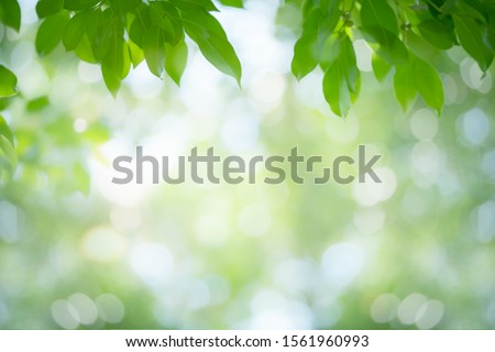 Green leaf nature on blurred greenery background. Beautiful leaf texture in sunlight. Natural background. close-up of macro with copy space for text.