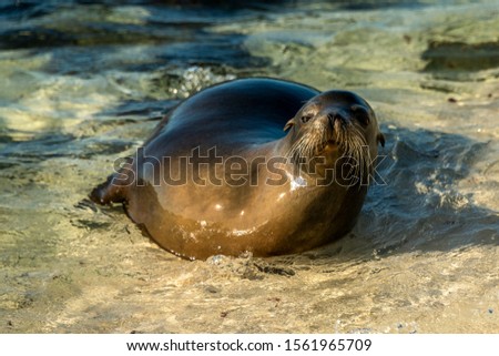 Sea lion: Sea lion in Galapagos Island on a beach in a shallow sea water