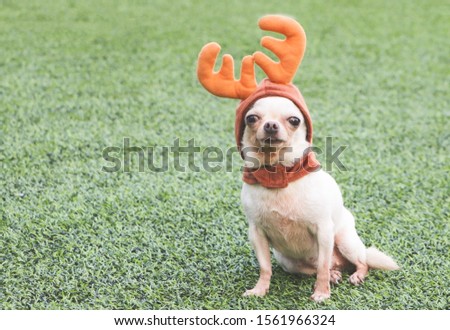 Portrait of white short haier chihuahua dog wearing reindeer horn hat sitting on the green grass , Christmas concept.