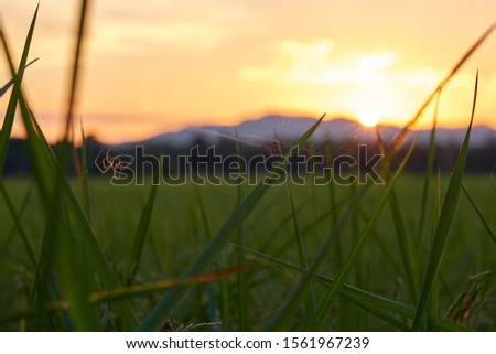 View of the rice fields before sunset whit spider web