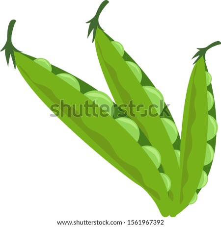 Fresh peas, illustration, vector on white background.