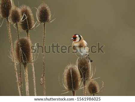 A beautiful Goldfinch, Carduelis carduelis, perching on a Teasel.  It has been eating the plants seeds. 
