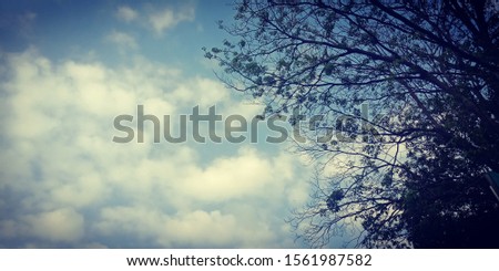 close up clouds white bright on nature in the sky,tree fresh soft background ,beautiful natural wind outdoor