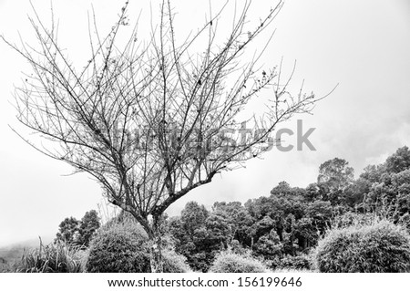 black white tree