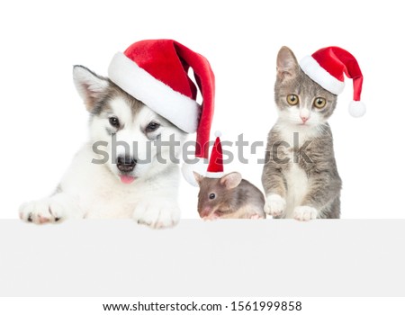 Group of the pets wearing a red christmas hats above empty white banner. Empty space for text. Isolated on white background