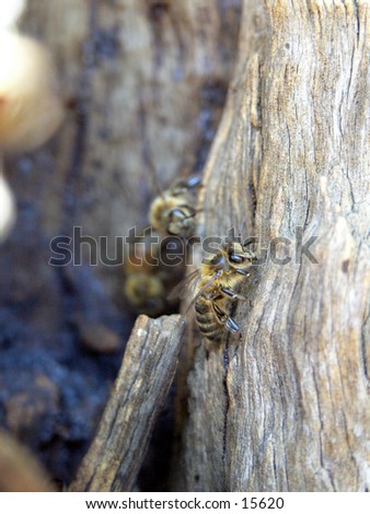 Wild bees hive in old gum tree. Picture of bee guarding the nest.
