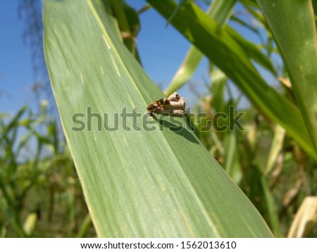 this is a photo of a beehive on a leaf