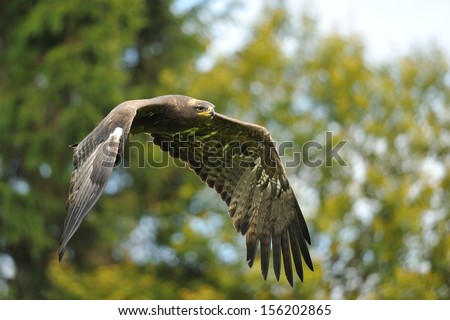 Steppe Eagle flying with autumn trees in background