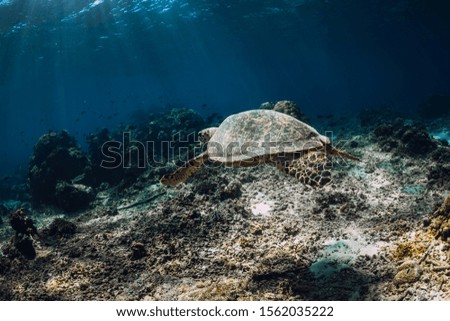 Sea turtle glides in ocean. Underwater view with turtles