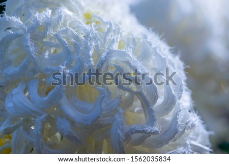 the macro photo of white chrysanthemum