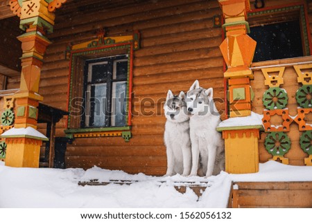 two siberian husky dogs posing on a porch in winter