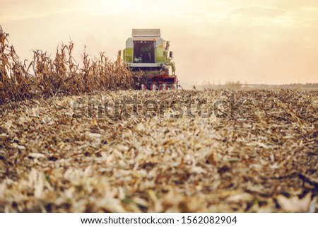 Picture of harvester in corn field harvesting in autumn. Husbandry concept.