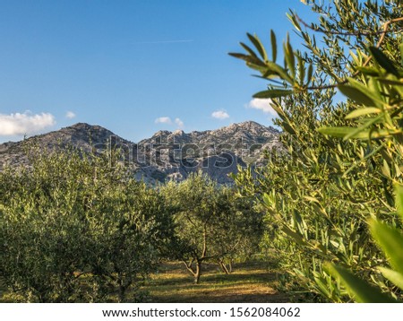 Beautiful view of Dinaric Apls rocky mountains in Paklenica national park captured in Starigrad Paklenica town. Croatia, Europe. Royalty-Free Stock Photo #1562084062