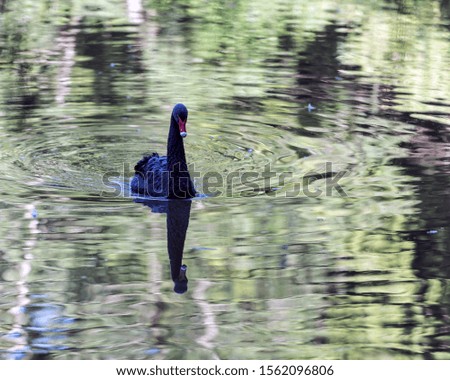 Black swan reflecting in water