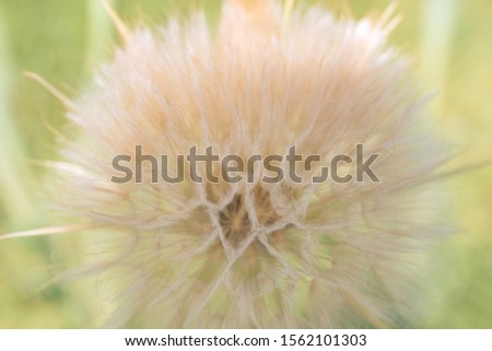 Salsify flower seeds close-up. Big giant dandelion. Tragopogon dubius, Common Salsify, Yellow Goatsbeard