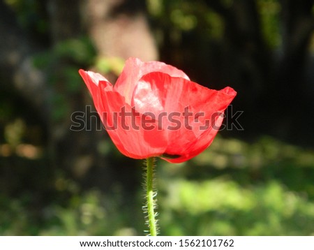 Red Poppy flower amidst greenery