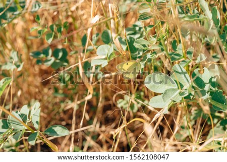 Summer field grass in Central Asia. Plants of the South of Kazakhstan. Beautiful wild flowers close up