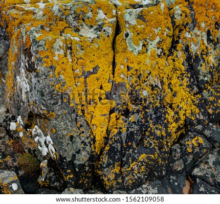 A granite rock formation covered in Sunburst Lichen (Xanthoria parietina) bright yellow, orange. Kyleakin, Isle of Skye, Highland, Scotland, UK.