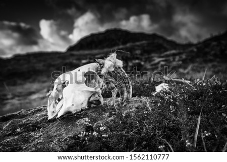 Sheep skull wiyj horn on mountain rock at the top of Gale Crag in Lake District, UK - Monochrome edit
