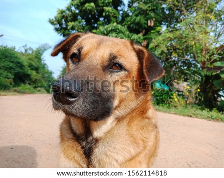 close up on brown dog Whit blue sky and green tree in the background 
