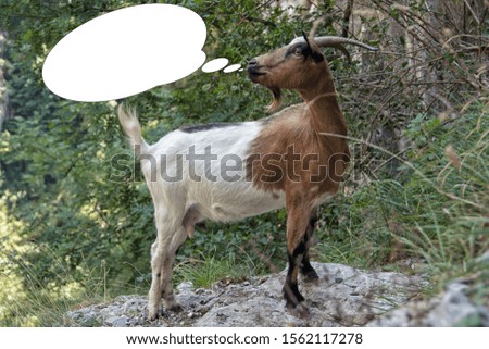Soft focus funny picture goat, chamois with bubble idea.