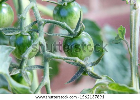 close up or macro of an unripe tomato growing on a vine
