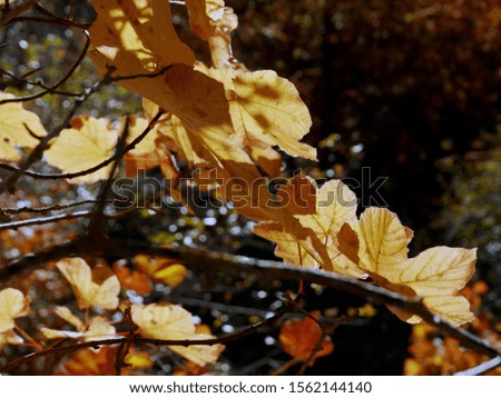 the warm colors of nature in autumn in the countryside