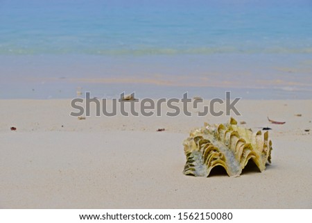 Giant clam shell (Tridacninae) on the sand at the beach with blue sea as background.