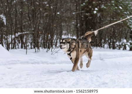 Sled dog skijoring. Husky sled dog pull dog musher. Sport championship competition.