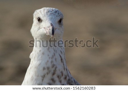 Close-up of a seagull on the beach.