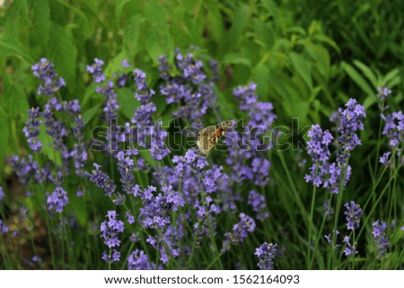 Lavender herb field close up similar. Summer nature purple and green colors. Beautiful flower botany photo wallpaper, background, screen saver.