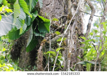 A well camouflaged sloth in a tree, Costa Rica