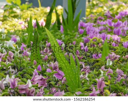 flowers blooming beautiful texture  white pink purple shiny soft picture