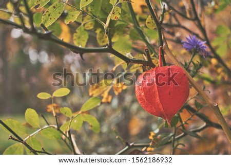 Closeup of orange Physalis or Chinese lantern flower pod on fading green plant in Autumn or Fall. Gently faded look with soft focus and orange bokeh adds to the cosy feeling of the changing season.