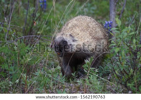 porcupine walking at lasking alaska