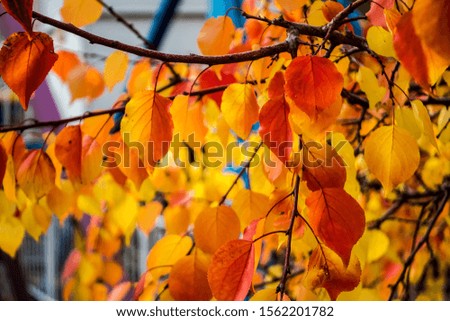 Colorful fall foliage in the sun