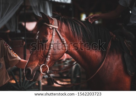Horses are cute living animals.