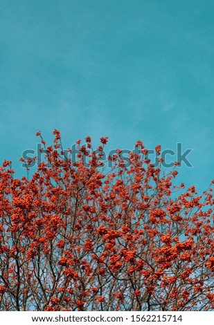 Bright background. Red Rowan berries against the blue sky. Beautiful picture.