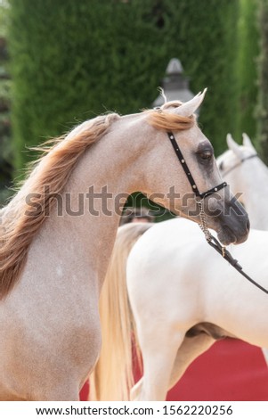 Beautiful purebred Arabian horse in a morphological competition in Spain