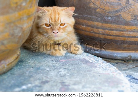 brown persian cat in relax zone