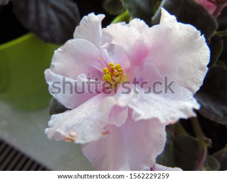 Viola flower. Beautiful Terry inflorescences of pink viola on a blurred background of green leaves