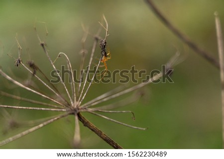 closeup of a spider waiting for prey on a dry ammi majus flower, wetzlar, germany