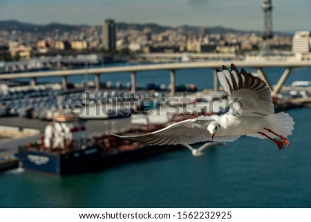closeup of a seagull at Barcelona waterfront, catalonia, spain