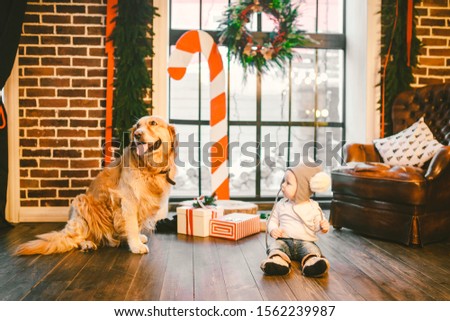 Friendship man child and dog pet. Theme Christmas New Year Winter Holidays. Baby boy crawling learns walk wooden floor decorated interior of house and best friend dog breed Labrador golden retriever.
