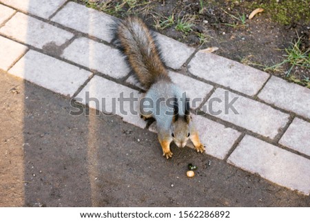 Little cute squirrel in the park want to try a candy