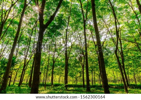 Para rubber tree, latex rubber plantation and tree rubber with sunbeam in southern Thailand Royalty-Free Stock Photo #1562300164